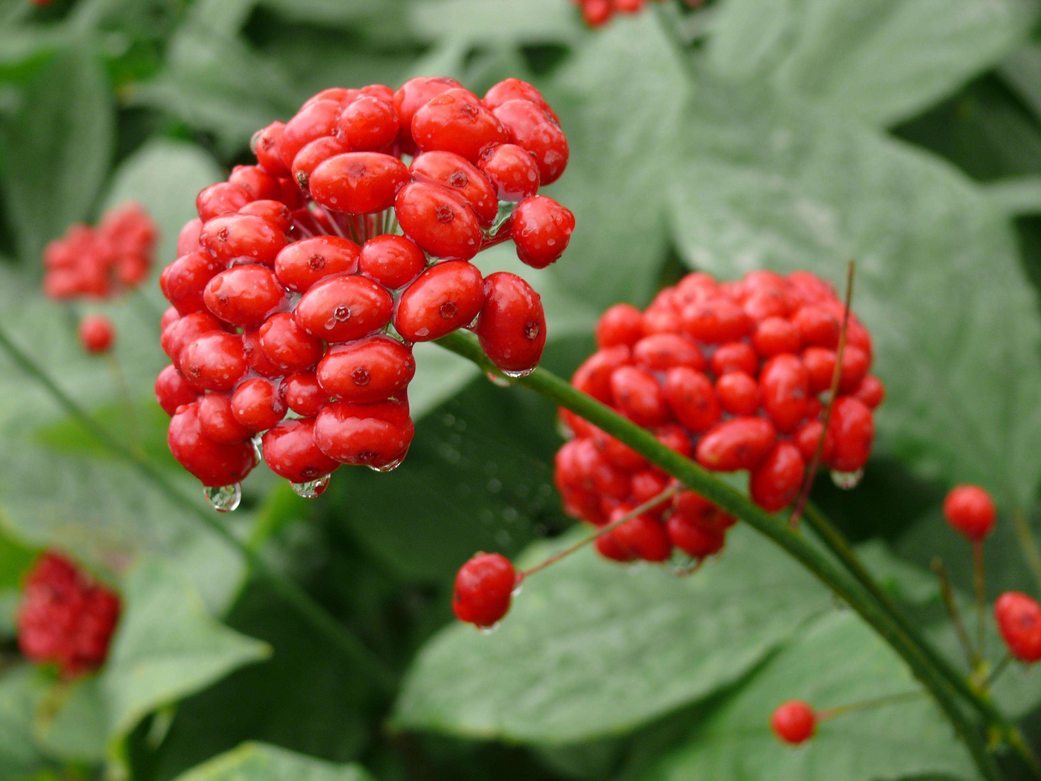 Ginseng Root Powder For Sale 인삼뿌리분말 판매