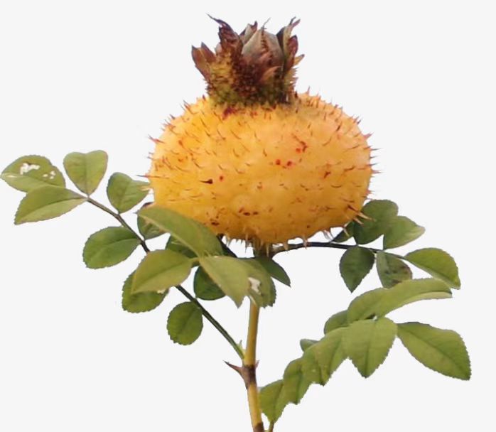 About Rosa roxburghii 로자 록스부르기 소개