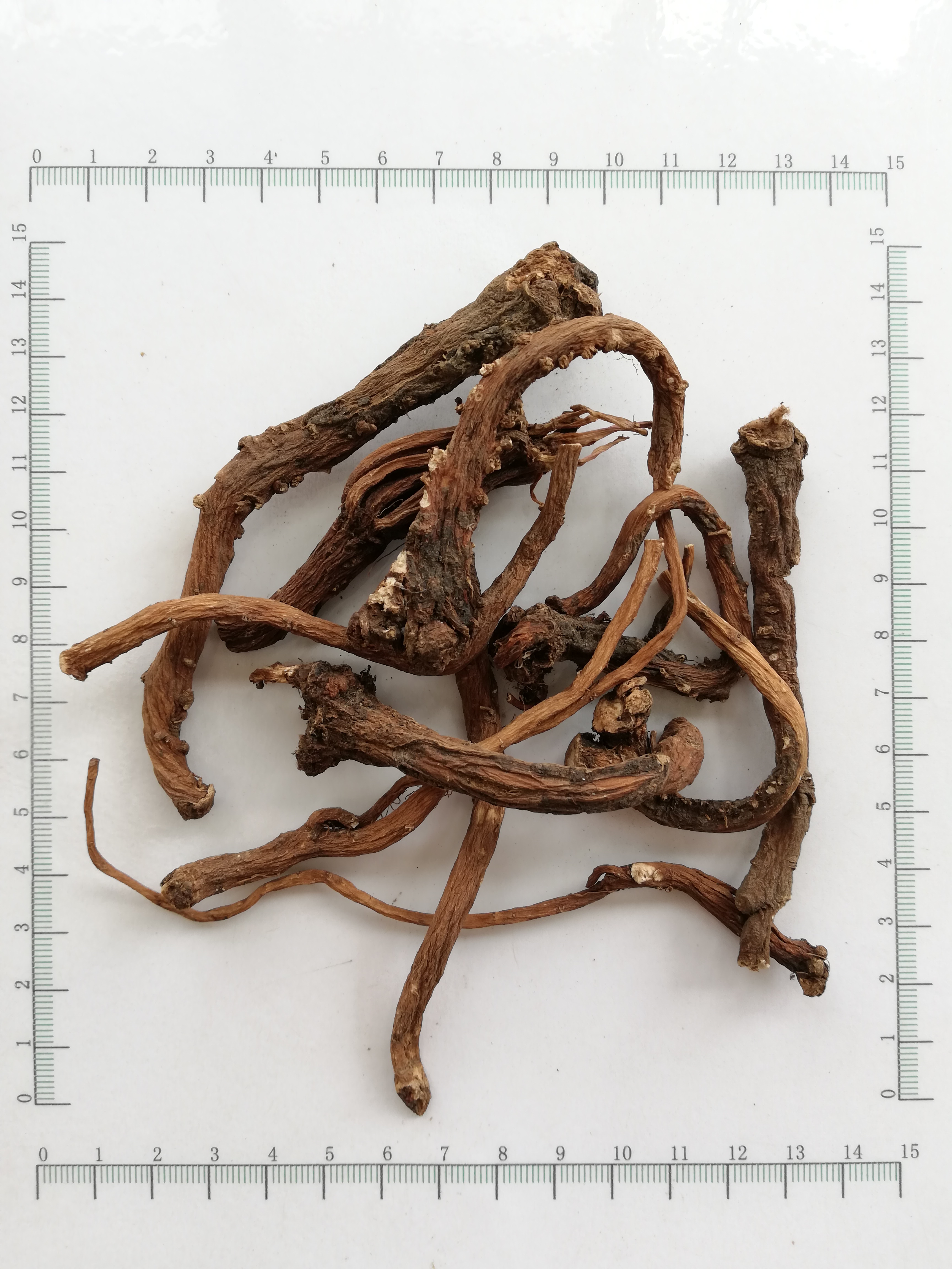 Dandelion Root 민들레 뿌리