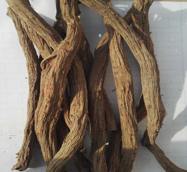샐비어 Miltiorrhiza 뿌리 분말
