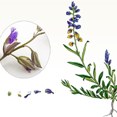 Thinleaf Milkwort 뿌리