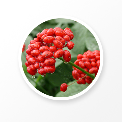 인삼씨-NatureChoice