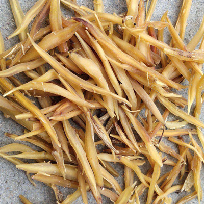 라딕스 아스파라기스