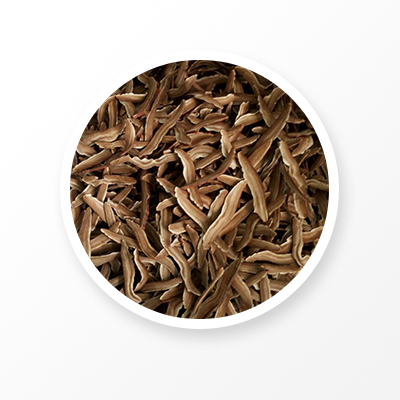 유기농 영지버섯