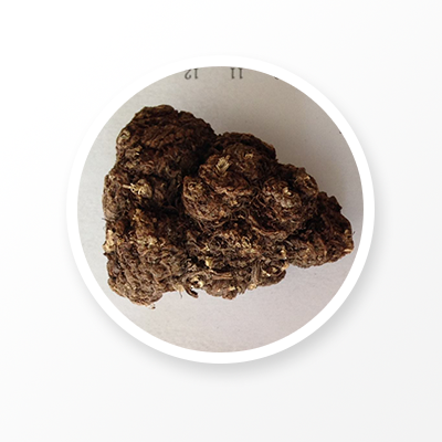 Chuanxiong Rhizoma