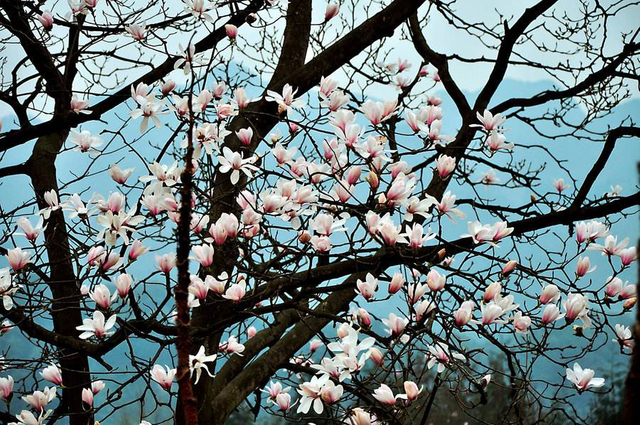 플로스 목련 차