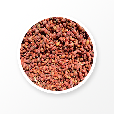 프럭투스 치자나무 열매