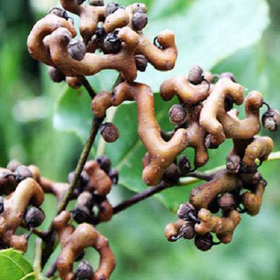 Hovenia Dulcis 씨앗