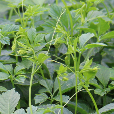 Gynostemma Pentaphyllum Thunb