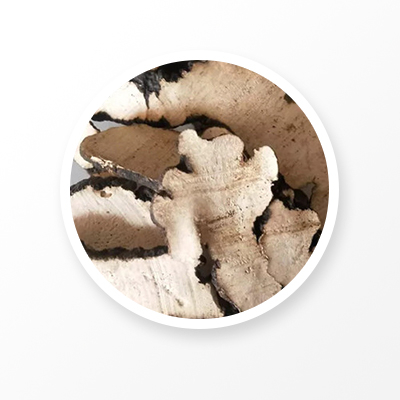 우산 폴리포러스