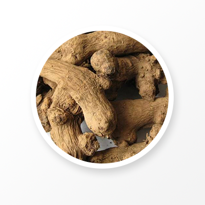 Atractylodes Macrocephala Koidz