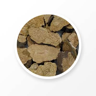 괴경 양털꽃 뿌리