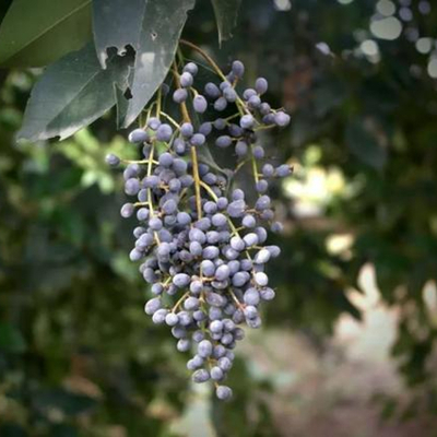 Fructus Ligustri Lucidi 