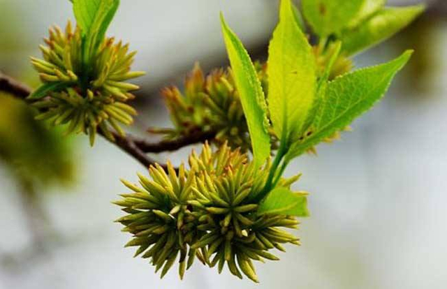 Eucommia 남성 꽃 분말