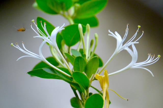 유기농 허니 서클 꽃 추출물 