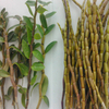 동결 건조된 Dendrobe 분말 