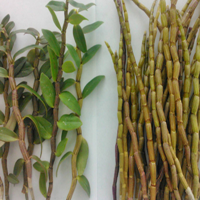 동결 건조된 Dendrobe 분말 