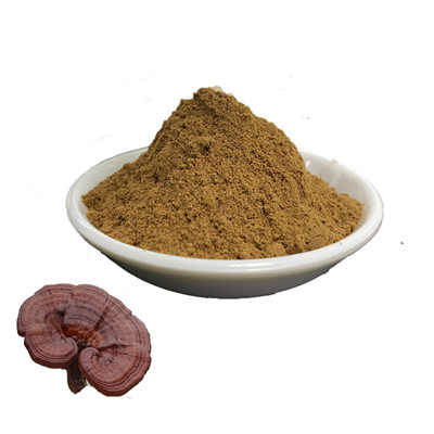 Ganoderma Lucidum 버섯 추출물