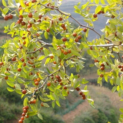 정액 Ziziphi Spinosae
