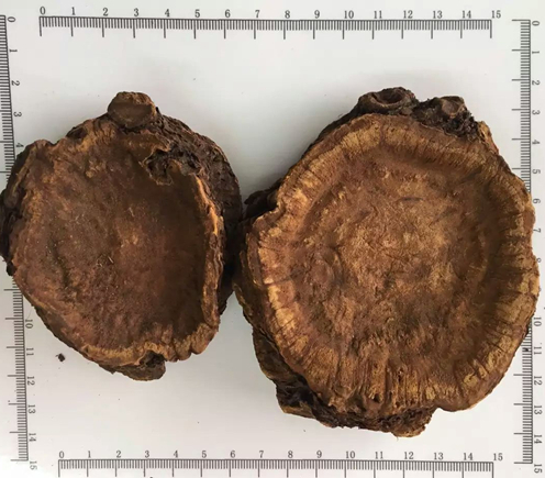 대황 뿌리 분말