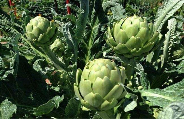 아티초크 잎 분말