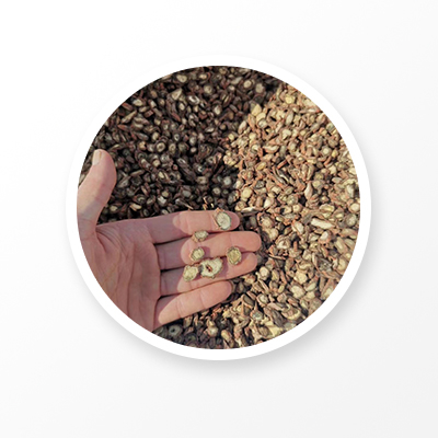 샐비어 Miltiorrhiza 루트 