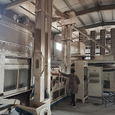 계수나무 씨앗 슬리밍 차