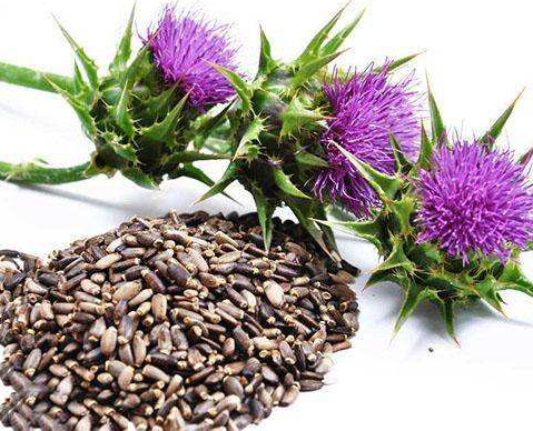 실리붐 마리아눔 씨앗