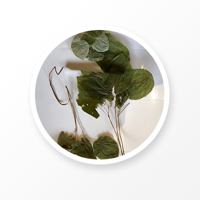 에피메디움 리프 