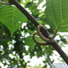 Ramulus Uncariae 정액 Uncis