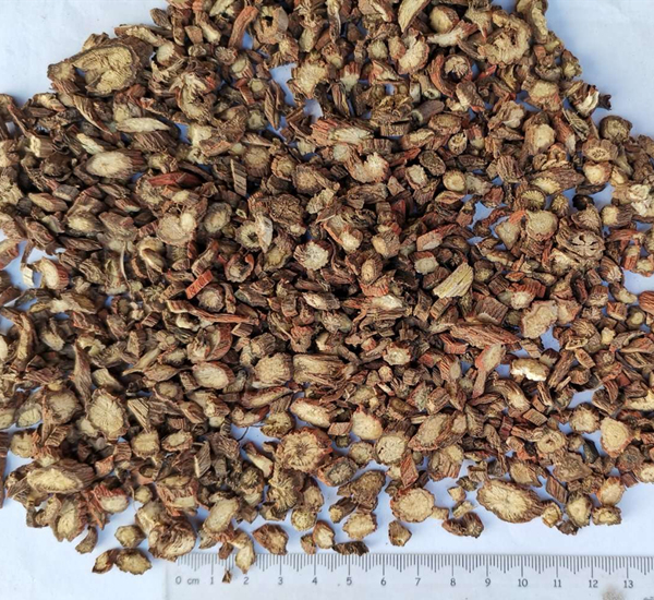 샐비어 Miltiorrhiza 뿌리 분말