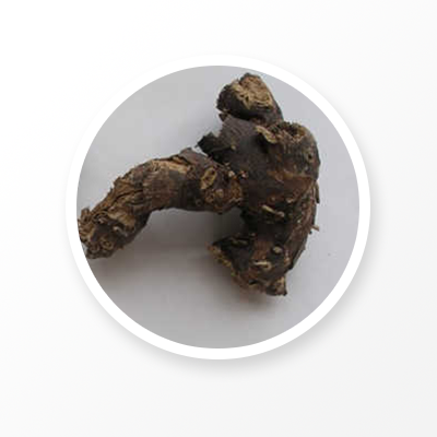 블랙 코호시 루트