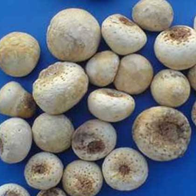 피넬리아 테르나타